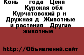 Конь - 4 года › Цена ­ 60 000 - Курская обл., Курчатовский р-н, Дружная д. Животные и растения » Другие животные   